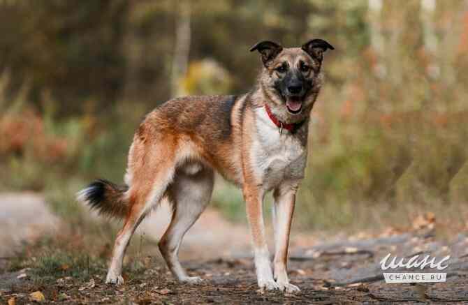 Нежный песель сидит всю жизнь в приюте и надеется познать домашнее счастье Москва - изображение 2
