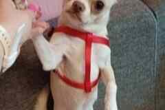 Чихуахуа для вязки