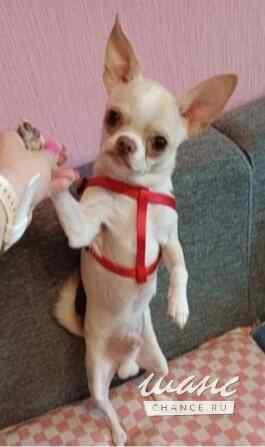 Чихуахуа для вязки Санкт-Петербург - изображение 1