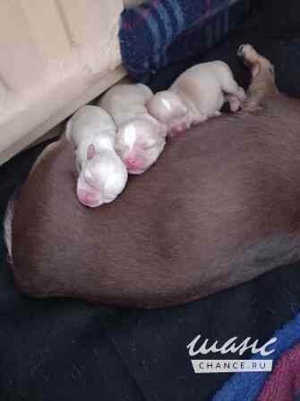 Чихуахуа для вязки Санкт-Петербург - изображение 2