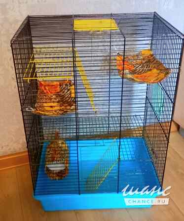 Клетки для крыс и хомяков Санкт-Петербург - изображение 3