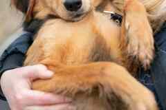 Небольшая собачка Аля в добрые руки