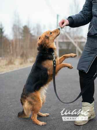 Небольшая собачка Аля в добрые руки Санкт-Петербург - изображение 2