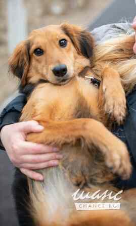 Небольшая собачка Аля в добрые руки Санкт-Петербург - изображение 1