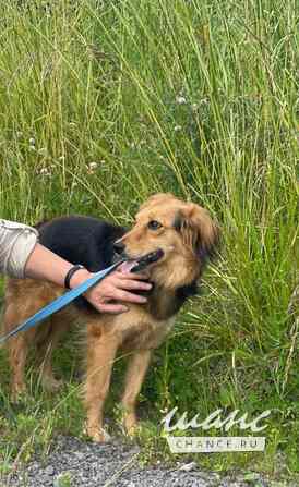 Небольшая собачка Аля в добрые руки Санкт-Петербург - изображение 5