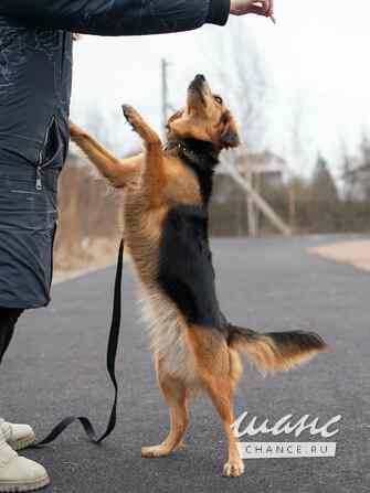 Небольшая собачка Аля в добрые руки Санкт-Петербург - изображение 6