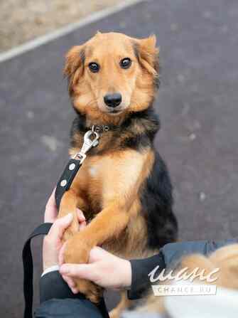 Небольшая собачка Аля в добрые руки Санкт-Петербург - изображение 3