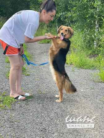 Небольшая собачка Аля в добрые руки Санкт-Петербург - изображение 4