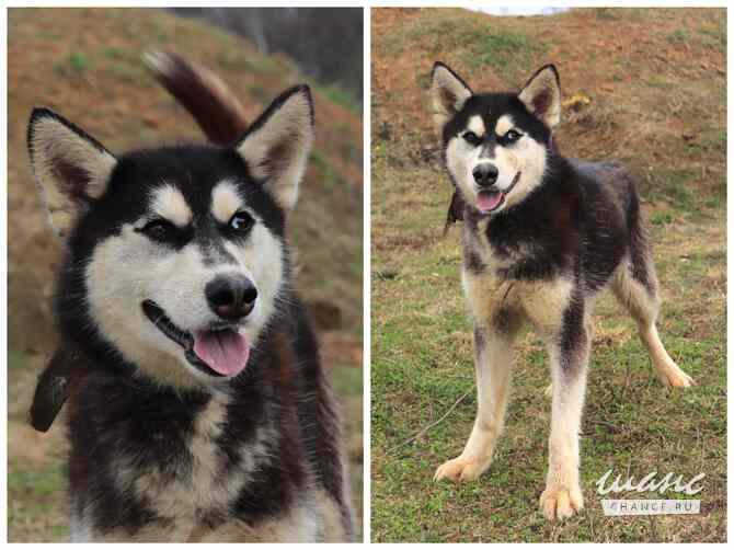 Хаски, маламуты, лайки в добрые руки Москва - изображение 7