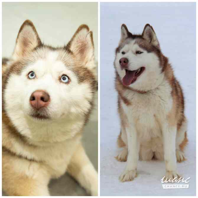 Хаски, маламуты, лайки в добрые руки Москва - изображение 4