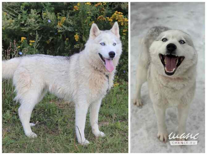 Хаски, маламуты, лайки в добрые руки Москва - изображение 6