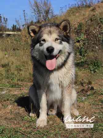 Хаски, маламуты, лайки в добрые руки Москва - изображение 9