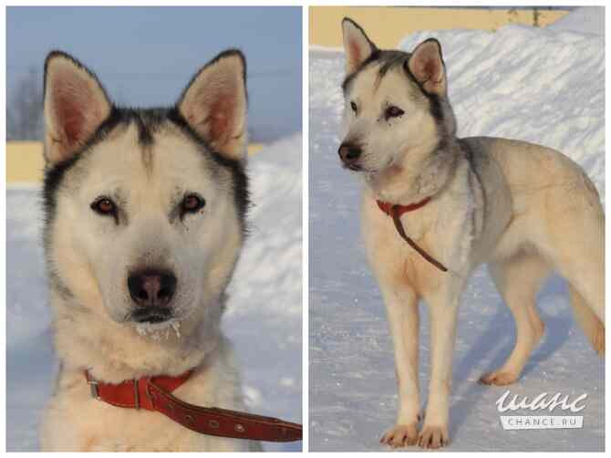 Хаски, маламуты, лайки в добрые руки Москва - изображение 3