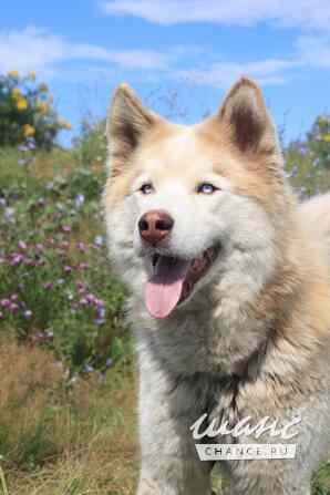 Хаски, маламуты, лайки в добрые руки Москва - изображение 10