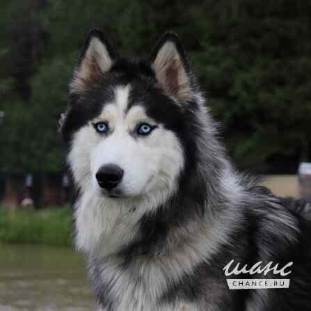 Хаски, маламуты, лайки в добрые руки Москва - изображение 1