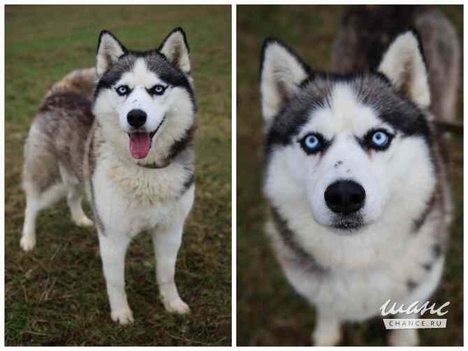 Хаски, маламуты, лайки в добрые руки Москва - изображение 2