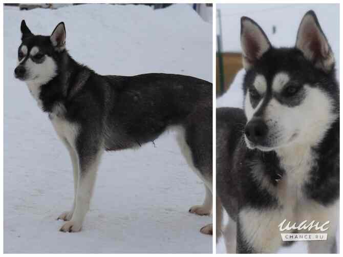 Хаски, маламуты, лайки в добрые руки Москва - изображение 5