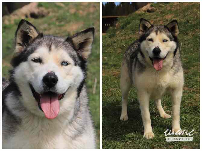 Хаски, маламуты, лайки в добрые руки Москва - изображение 8