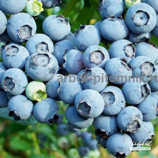 Саженцы и крупномеры голубики купить в Москве и Подмосковье с посадкой Москва - изображение 8