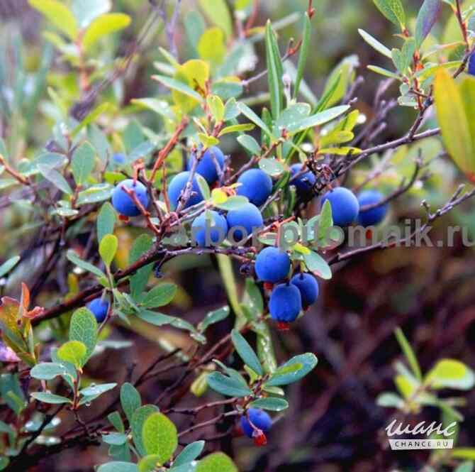 Саженцы и крупномеры голубики купить в Москве и Подмосковье с посадкой Москва - изображение 3