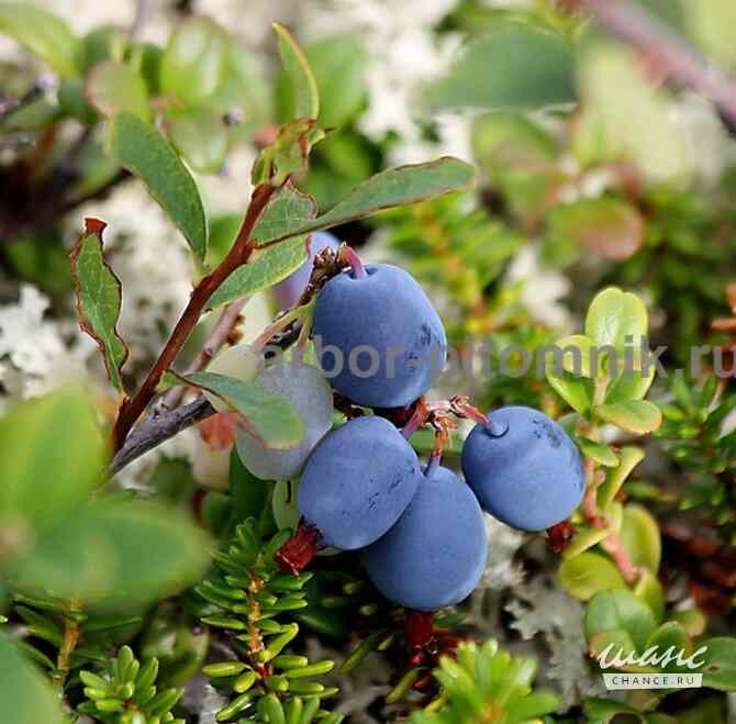 Саженцы и крупномеры голубики купить в Москве и Подмосковье с посадкой Москва - изображение 4