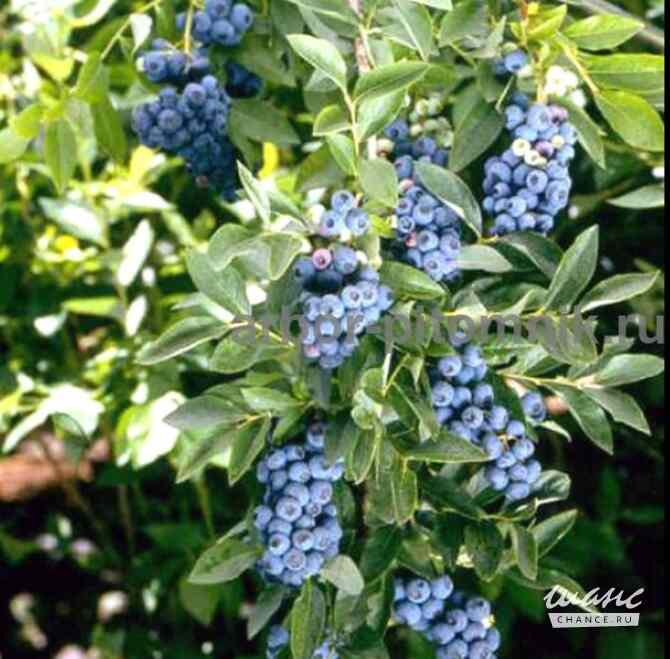 Саженцы и крупномеры голубики купить в Москве и Подмосковье с посадкой Москва - изображение 7