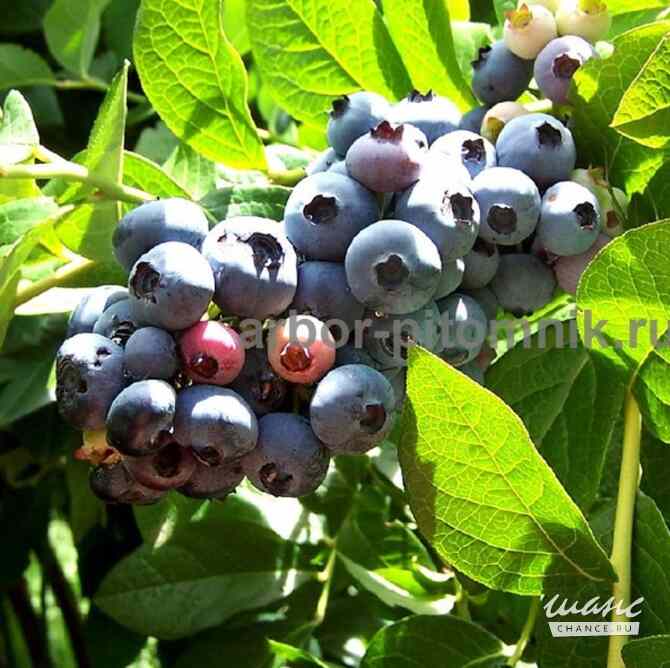 Саженцы и крупномеры голубики купить в Москве и Подмосковье с посадкой Москва - изображение 5