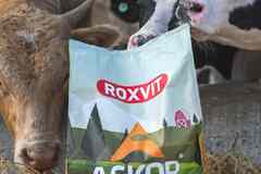 Roxvit