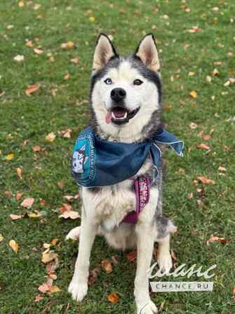 Джимми ищет дом Москва - изображение 1