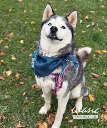 Джимми ищет дом Москва - изображение 5