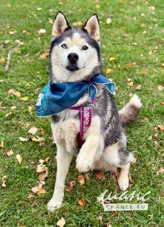 Джимми ищет дом Москва - изображение 4