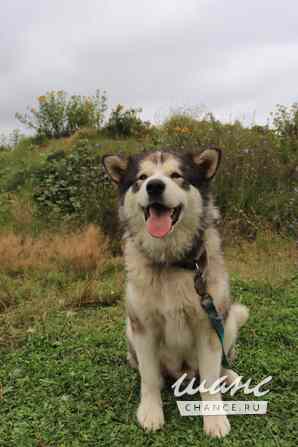 Грей маламут Москва - изображение 2