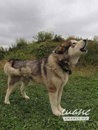 Грей маламут Москва - изображение 1