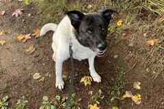 Шарлотта ищет дом