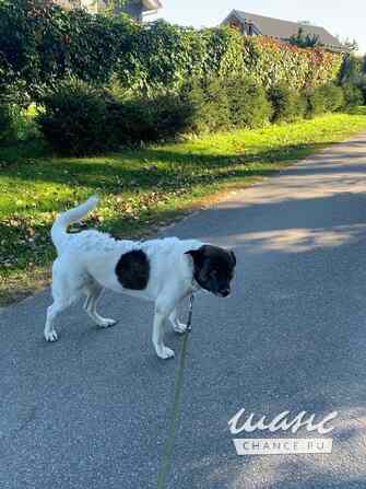 Шарлотта ищет дом Санкт-Петербург - изображение 3