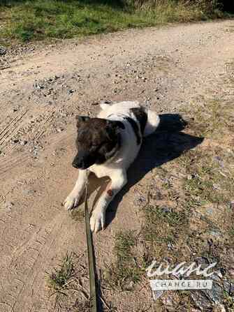 Шарлотта ищет дом Санкт-Петербург - изображение 2