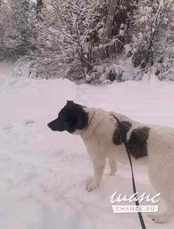 Шарлотта ищет дом Санкт-Петербург - изображение 5