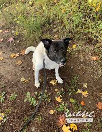 Шарлотта ищет дом Санкт-Петербург - изображение 1