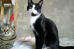 Маленькая кошка Антоша ищет дом