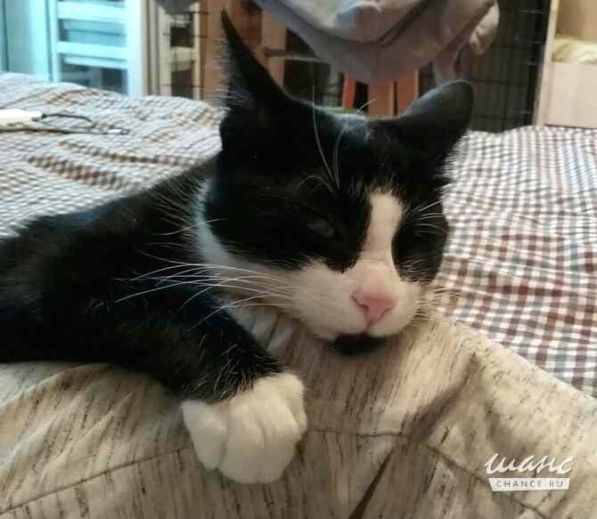 Маленькая кошка Антоша ищет дом Санкт-Петербург - изображение 2