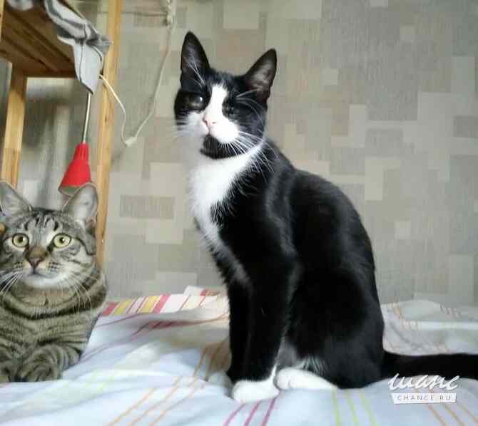 Маленькая кошка Антоша ищет дом Санкт-Петербург - изображение 1