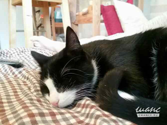 Маленькая кошка Антоша ищет дом Санкт-Петербург - изображение 3