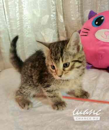 Полосатые гномики ищут родной дом Санкт-Петербург - изображение 4