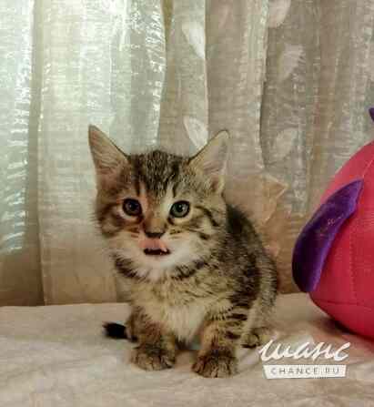 Полосатые гномики ищут родной дом Санкт-Петербург - изображение 1