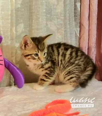 Полосатые гномики ищут родной дом Санкт-Петербург - изображение 6