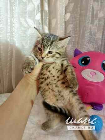 Полосатые гномики ищут родной дом Санкт-Петербург - изображение 3