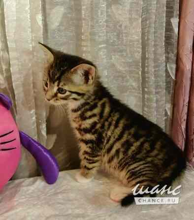 Полосатые гномики ищут родной дом Санкт-Петербург - изображение 5