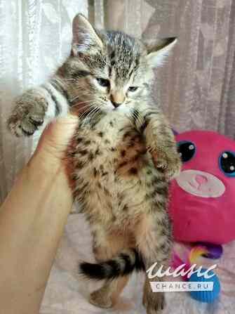 Полосатые гномики ищут родной дом Санкт-Петербург - изображение 2