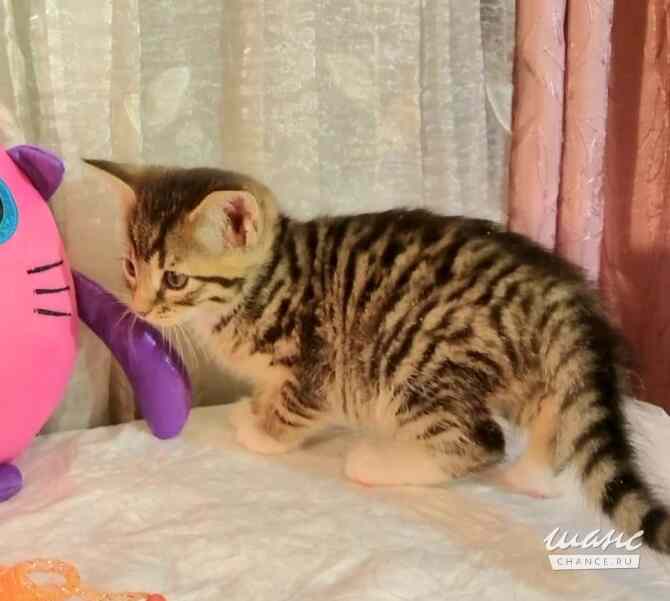 Полосатые гномики ищут родной дом Санкт-Петербург - изображение 7