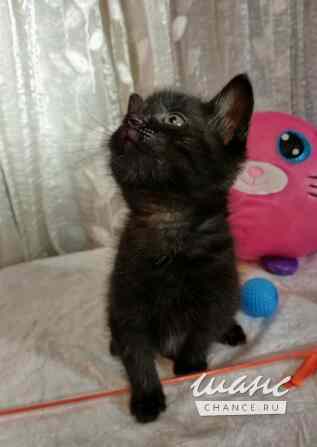 Отдам котят-красотулек в добрые руки Санкт-Петербург - изображение 6